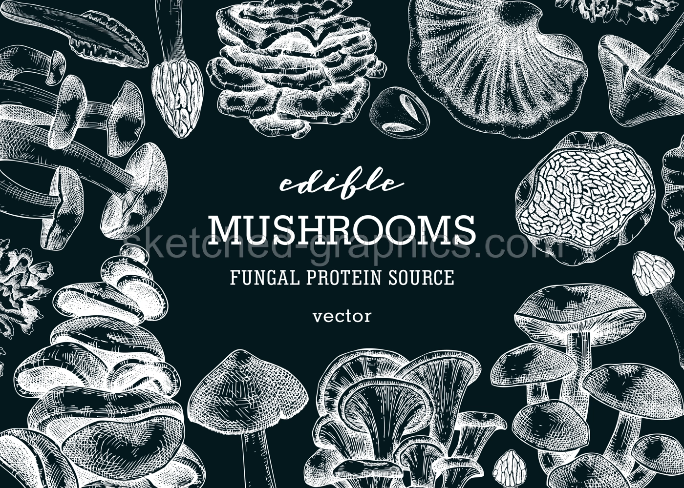Mushrooms banner on chalkboard. Artistic autumn forest plant frame. Fall background with edible fungi sketches. Hand drawn healthy food, fungal protein, stalks, and caps in vintage style Illustration
